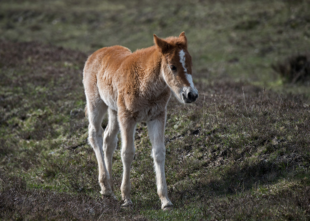 Spring Pony Foal, Longcross Plain 2